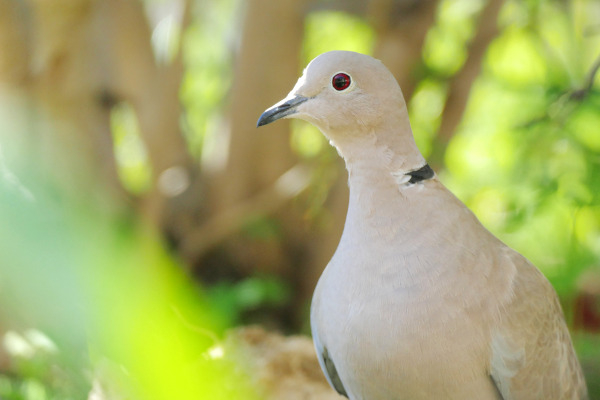 Tourterelle turque (Streptopelia decaocto) © K. Lachèvre